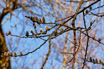 Willow buds on the branches of a tree in early spring.