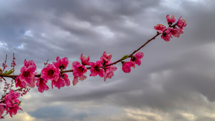 Fototapeta na wymiar floracion primaveral campos de ciruelos