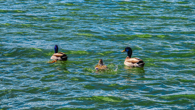 pareja anade real en el lago
