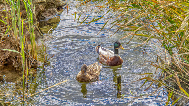 pareja anade real en el lago