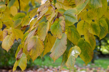 Close-up of a yellowed autumn linden leaf, still green in color, with a twig in its natural environment against the background of other yellow leaves.