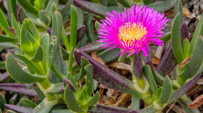 cactaceas en primavera alicante