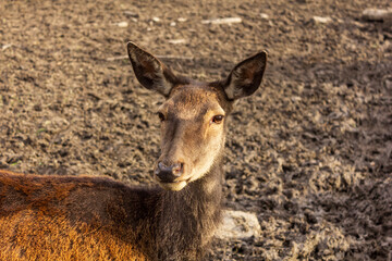 Sarna. © Marcin Lonczak