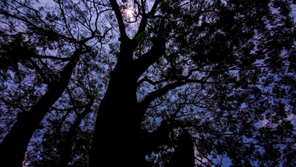 Silhouetted Trees Against Twilight Sky | Mystical Forest at Dusk | Nature’s Evening Symphony |...