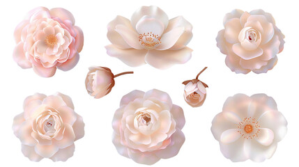 English Rose in 3D Digital Art on Transparent Background for Floral Design Elements and Decorative Backdrops