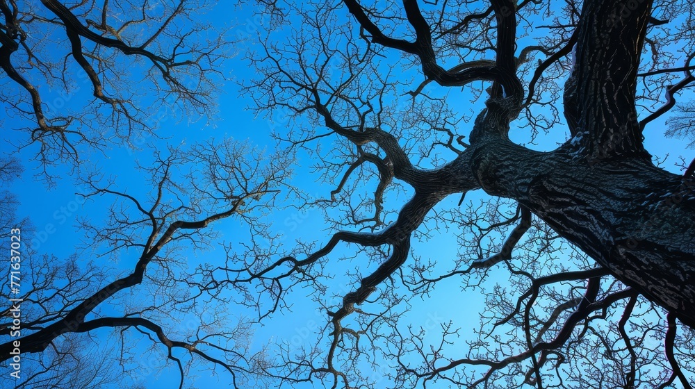 Poster a tree with its branches spread out in the sky. the sky is blue and clear. the tree is bare and has 