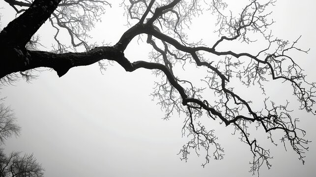 A tree branch is shown in a black and white photo. The photo has a moody and somber feel to it, as the tree branch is the only visible element in the image