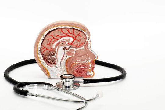 Closeup of an anatomical organ model of a human head around a stethoscope on a white background