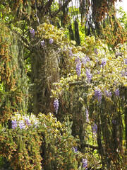 An old colored coniferous tree with some parts of wisteria on it. Shooted close-up