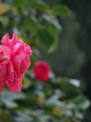 A red rose with some wet petals shooted with the rain falling on her and a defocused green natural background in the back. Two roses various point of view and the wet climate condition.