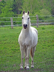 One tall and strong white horse front posing face to camera full lenght in a green environment with enclosure in the background. The domesticated animal is shooted focused on foreground.