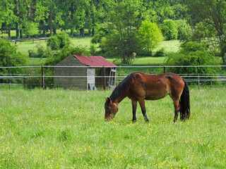One alezan tranquil horse grazes on green ground surface in this rural horse landscape. The first horse have a black mane a black tail and his shooted full length