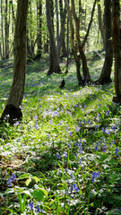 Green and blue bloomed new fresh ground in deep colored forest. A French forest full of colours