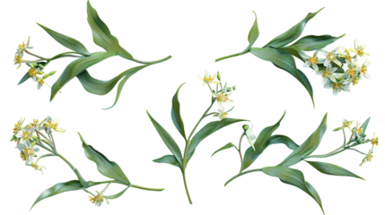 Fotobehang Epidendrum orchid 3D digital art illustration, vibrant and exotic botanical bloom isolated on transparent background, perfect decorative design element for spring and summer visuals. © Spear