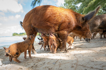 Pigs on the beach in Eleuthera, Bahamas