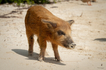 Pigs on the beach in Eleuthera, Bahamas