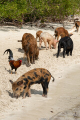 Pigs on the beach in Eleuthera, Bahamas.