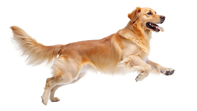 Golden Retriever dog jumping isolated on transparent background. 3D rendering