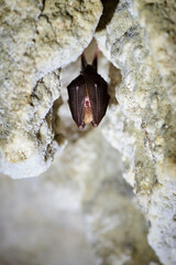 Lesser horseshoe bat hanging in a  cave (Rhinolophus hipposideros)