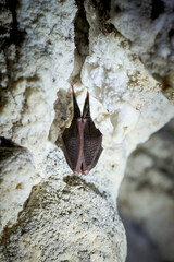 Lesser horseshoe bat hanging in a  cave (Rhinolophus hipposideros)