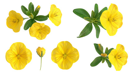 Evening primrose botanical illustration in 3D digital art, isolated on transparent background. Vibrant bloom, perfect for nature-themed designs, top view elegance.