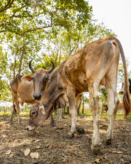 cows grazing on a farm on a sunny day