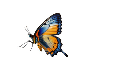 Fototapeta na wymiar Beautiful butterfly in flight isolated on white background