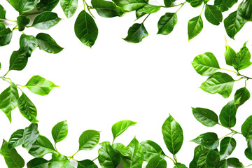 Fototapeta premium Green Leaf Border Frame Isolated On transparent