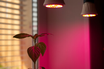 Sweet pepper seedlings in a container on the windowsill under special LED lamps with pink glow. Copy space.