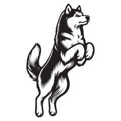Dynamic Husky Jumping Silhouettes, Siberian husky dog vector silhouette Husky Power II Mascot, Husky dog poses. Cartoon running © Awais