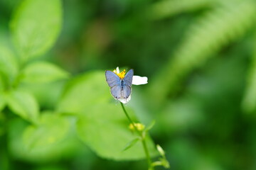 The beautiful little butterfly called The Plains Cupid or cycad blue, is a species of lycaenid butterfly found in South Asia, Java, Sumatra and the Philippines.  - Powered by Adobe