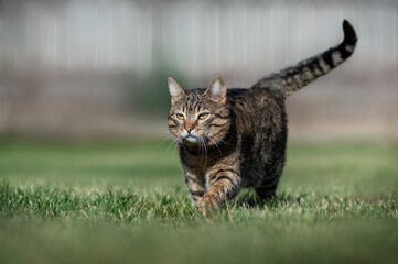 striped domestic cat on a free walk on a green lawn spring portraits of cats beautiful sunny photos...