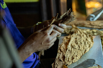 Close up of hands rolling tobacco to make cigars
