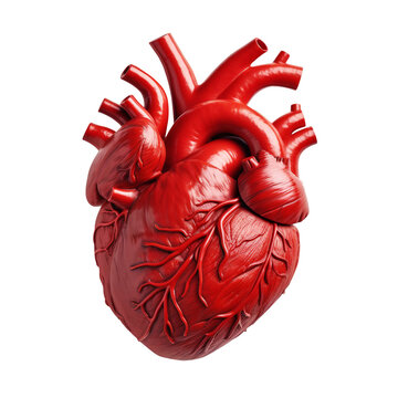 Human heart isolated on transparent background, PNG available
