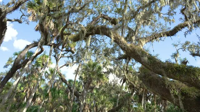 Tropical jungles with Spanish Moss on live oak trees and green palms vegetation in southern Florida. Dense rainforest ecosystem