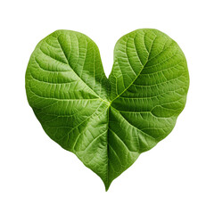 Heart shaped green leaf isolated on transparent background, PNG available