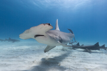 Great hammerhead shark in blue tropical waters. - obrazy, fototapety, plakaty