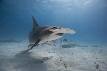 Great hammerhead shark in blue tropical waters. - 771658849