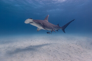 Great hammerhead shark in blue tropical waters. - 771659224