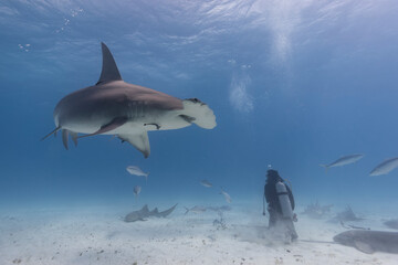 Great hammerhead shark and a diver in blue tropical waters.