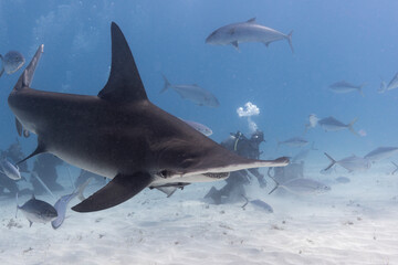 Great hammerhead shark and divers in blue tropical waters. - 771659424