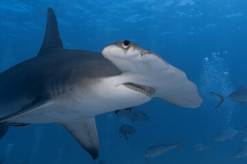 Great hammerhead shark in blue tropical waters. - 771659426