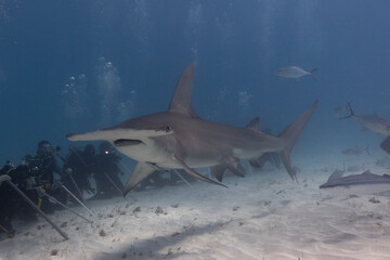 Great hammerhead shark and divers in blue tropical waters. - 771659428