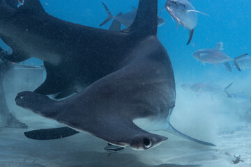 Great hammerhead shark in blue tropical waters. - 771659441