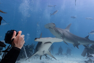 Great hammerhead shark and divers in blue tropical waters. - 771659480