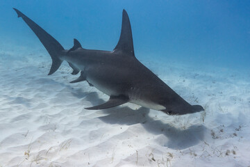 Great hammerhead shark in blue tropical waters. - 771659485