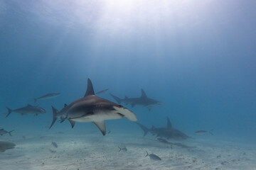 Great hammerhead shark in blue tropical waters. - 771659488