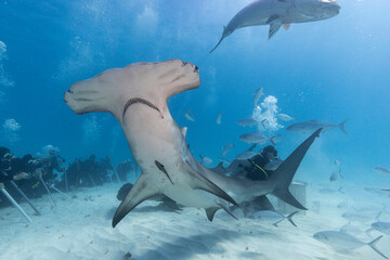 Great hammerhead shark and divers in blue tropical waters.