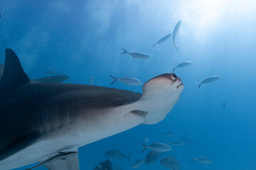 Great hammerhead shark in blue tropical waters.