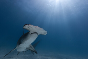 Great hammerhead shark in blue tropical waters. - 771659617